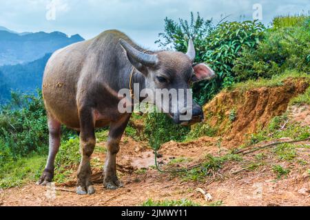 Vietnamesische Büffel grasen auf den Reishügeln des Bezirks Mu Cang Chai Stockfoto