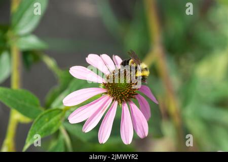 Ein gefährdeter, rostig geflippter Hummel (Bombus affinis), der Purple Coneflower (Echinacea purpurea) in St. Paul, Minnesota, besucht. Stockfoto