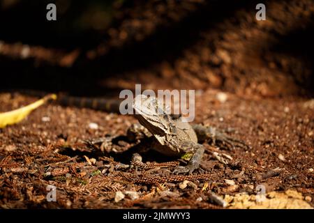 Östlicher Wasserdrache (Intellagama lesueurii) im Roma Street Parkland, Queensland, Australien Stockfoto