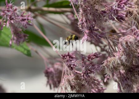 Eine vom Aussterben bedrohte, rostig geflickte Hummel (Bombus affinis), die Sweet-Joe-Pye Weed in Minnesota besucht. Stockfoto