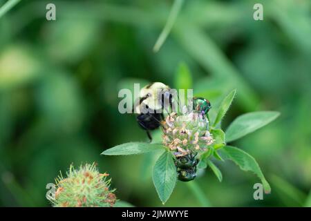 Eine männliche, braungelbige Hummel (Bombus griseocollis) und japanische Käfer auf rotem Kleeblatt. Stockfoto