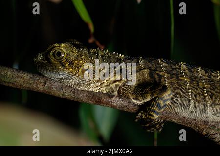 Juvenile Eastern Water Dragon (Intellagama lesueurii) bereitet sich auf den Schlaf auf einem über dem Ast liegenden Bach in einem Vorort von Brisbane vor Stockfoto