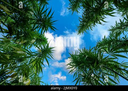 Grün reifen Hanf Stängel auf blau bewölkten Himmel Hintergrund niedrigen Winkel weite Ansicht Stockfoto