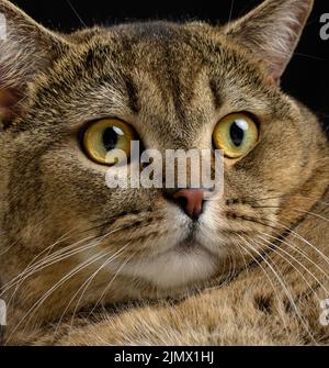 Porträt einer erwachsenen grauen Katze mit gelben Augen auf schwarzem Hintergrund Stockfoto