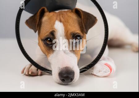 Jack Russell Terrier Hund mit einer bandagierten Pfote in einem Kegelkragen. Stockfoto