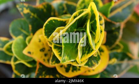 Dekoration Pflanze puuring Garten Croton grünes Blatt Stockfoto