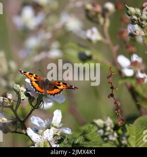 Kleiner Tortoiseshell-Schmetterling, der sich auf einer Blackberry-Blume ernährt Stockfoto