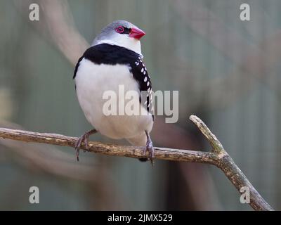 Fröhlich animierte sprudelnde Diamond Fieinzelhandel voller Freuden des Frühlings. Stockfoto