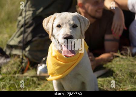 Vorderansicht niedlicher Hund mit gelbem Bandana Stockfoto