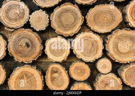 Vorderansicht Holzstämme Stockfoto