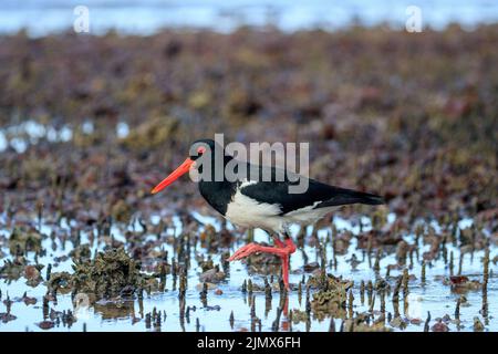 Australischer Pied Oystercatcher (Haematopus longirostris) Stockfoto