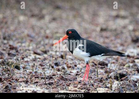 Australischer Pied Oystercatcher (Haematopus longirostris) Stockfoto