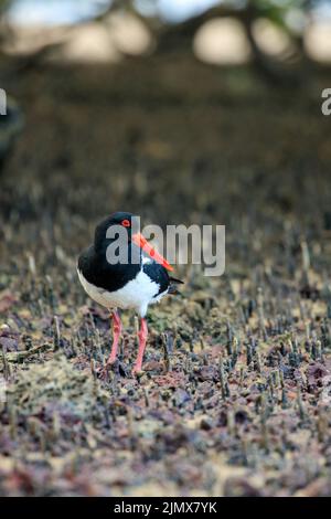 Australischer Pied Oystercatcher (Haematopus longirostris) Stockfoto