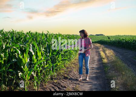 Kaukasische Farmarbeiterin mittleren Alters mit Tablette, die Maisstiele auf dem Feld inspiziert Stockfoto