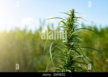 Industrielle Hanfhalme auf blauem Himmel Hintergrund Stockfoto