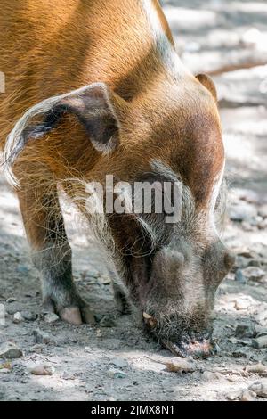 Red River Hog rodet im Dreck herum Stockfoto