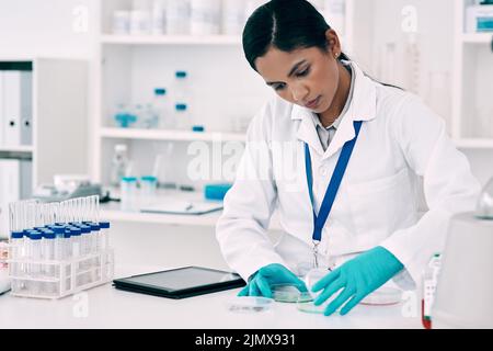 Ihr Fokus liegt auf dem Experiment. Eine attraktive junge Wissenschaftlerin, die ein Experiment in einem Labor durchführt. Stockfoto