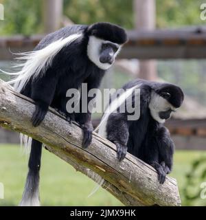 Zwei Schwarz-Weiß-Colobus sitzen auf einem Baumstamm Stockfoto