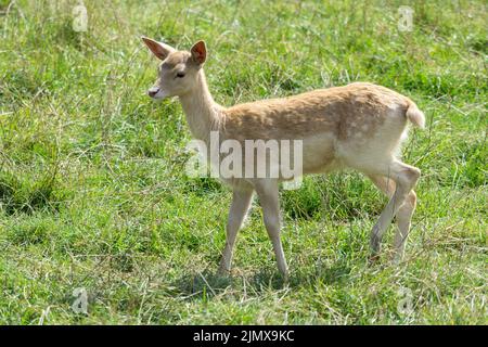 Junger Brachhirse, der im Gras läuft Stockfoto
