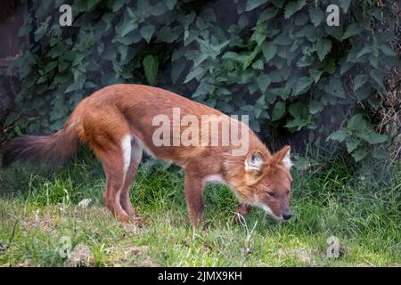 Dhole wird auch als asiatischer Wildhund oder indischer Wildhund bezeichnet Stockfoto