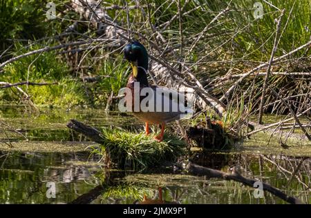 Eine Ente pfeift sich auf einer Insel in der Sonne im Wald Stockfoto