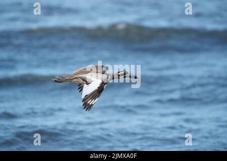 Strand mit Steincurlew oder dickem Knie (Esacus magnirostris) am Strand in der Nähe von Innisfail's Coquette Point und Moresby Range National Park, Queensland, Austr Stockfoto