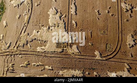 Weizenfelder ukraine schießen von einer Drohne Stockfoto