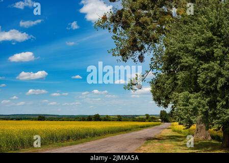 Ländliche Landschaft von Rapsfeld unter bewölktem blauen Himmel sonnigen Tag irgendwo in der Ukraine Stockfoto