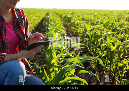 Weibliche kaukasische Maisfarmerin mittleren Alters mit Tablet-Computer kniete zur Inspektion auf dem Feld Stängel Stockfoto