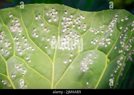 Ein Blatt eines wachsenden Weißkohls ist vor einem verschwommenen Hintergrund mit Weißeflügen aus der Nähe befallen. Insektenpest Aleyrodoidea fressen Pflanzen auf farmlan Stockfoto