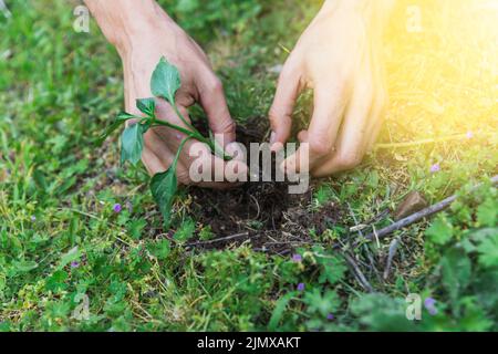 Erntegut Hände Pflanzung Zweig Stockfoto