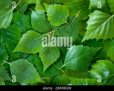 Frische grüne Birkenblätter Muster Hintergrund Stockfoto