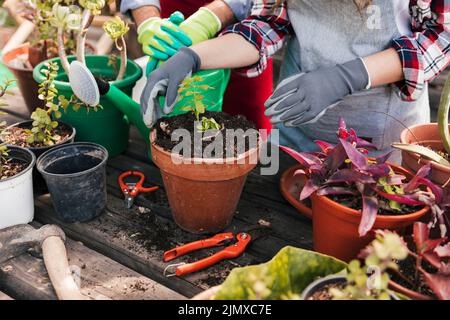 Nahaufnahme Gärtner s mit Topfpflanze Gartenwerkzeug Holztisch Stockfoto