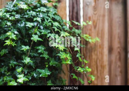 Nahaufnahme von nassen grünen Efeu-Blättern Stockfoto
