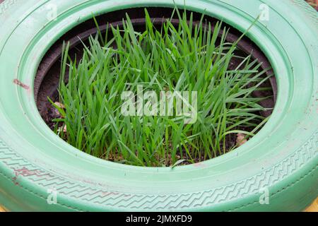 Bio-Haferpflanzen in recycelten Reifen gepflanzt Stockfoto