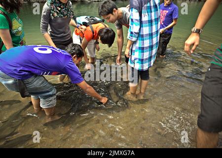 Besucher, die versuchen, die Fische zu berühren, während sie eine Fischmassage an einer Fischmassagestation in Kampung Luanti Baru, Ranau, Sabah, Malaysia, genießen. Stockfoto