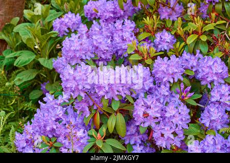 Rhododendron - Gartenblumen im Mai Stockfoto