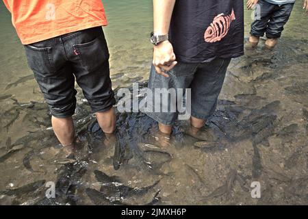 Besucher genießen Fischmassagen an einer Fischmassagestation in Kampung Luanti Baru, Ranau, Sabah, Malaysia. Stockfoto