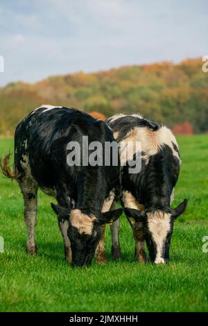 Milchkühe grasen auf saftig grünen Weiden Stockfoto