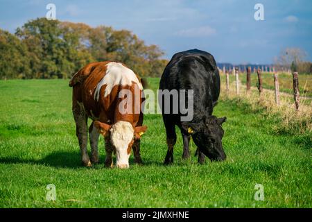 Milchkühe grasen auf saftig grünen Weiden Stockfoto