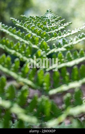 Wunderschöne Farnblätter, grünes Laub, natürlicher Blumenfarn-Hintergrund im Sonnenlicht. Natürlicher grüner Farn im Wald aus nächster Nähe. Stockfoto