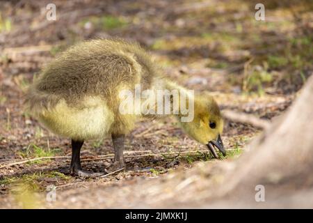 Baby Canada Goose, Branta canadensis oder Gänse, die auf der Suche nach Nahrung auf dem Boden sind Stockfoto