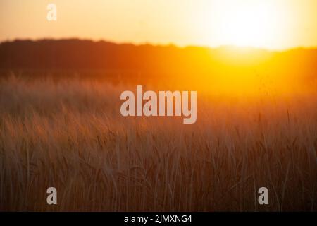 Verschwommener Hintergrund des Feldes mit Ähren aus Weizen oder Gerste in leuchtender oranger Sonne. Stockfoto