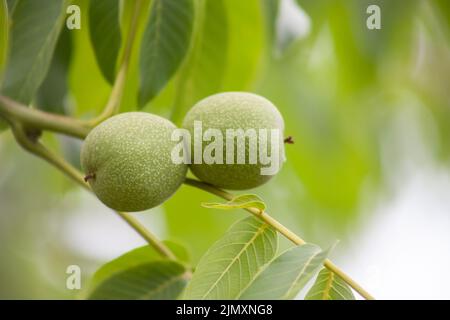 Junge Walnuss wächst auf einem Baum. Früchte auf einem Hintergrund von grünen Blättern. Stockfoto