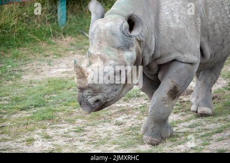 Schwarzer Nashorn oder Hakenlipped Nashorn, der um sein Pfund herumläuft Stockfoto