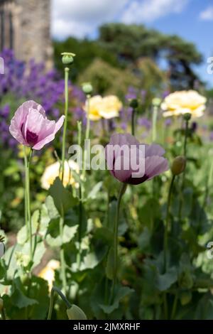 Rosa Mohnblumen, Papaver somniferum, blühend in einem Kirchhof Stockfoto