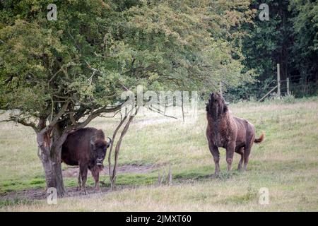 Europäische Bisons, die Blätter von einem Baum essen Stockfoto