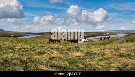 Isländische Pferde grasen auf Westisland, der Halbinsel Vatnsnes. In Island lebt nur eine Pferderasse. Schön und gut-gr Stockfoto