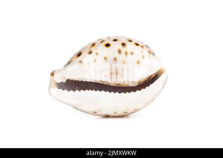 Bild von Tiger-Kaurie (Cypraea tigris) auf weißem Hintergrund. Unterwassertiere. Muscheln. Stockfoto