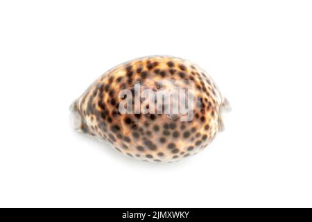 Bild von Tiger-Kaurie (Cypraea tigris) auf weißem Hintergrund. Unterwassertiere. Muscheln. Stockfoto